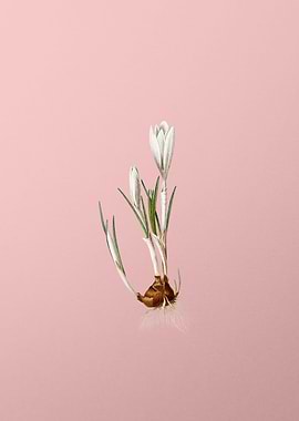 Spring Crocus on Pink