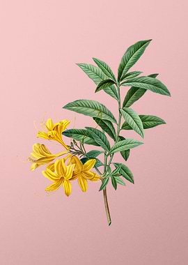 Yellow Flowers on Pink