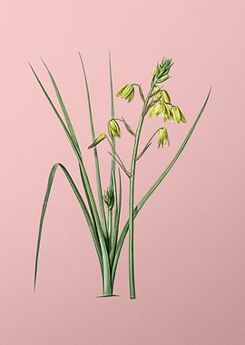 Slime Lily Flower on Pink
