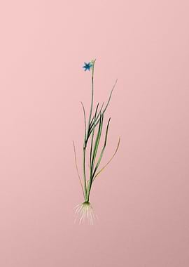 Narrow leaf Blue eye grass