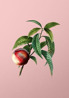 Vintage Fruit on Pink