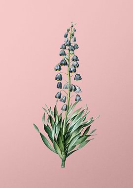 Persian Lily on Pink