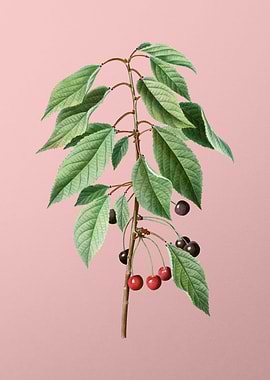 Antique Botanical on Pink