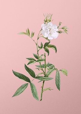 White Rose of York on Pink