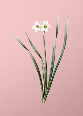 Primrose Peerless on Pink