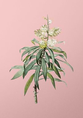 Pleomele Flower on Pink