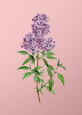 Vintage Violet Flower Pink