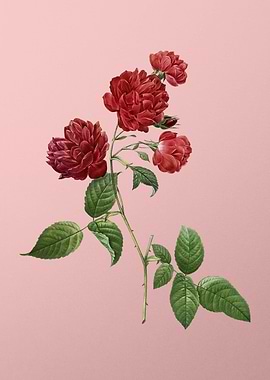 Red Cabbage Rose in Bloom