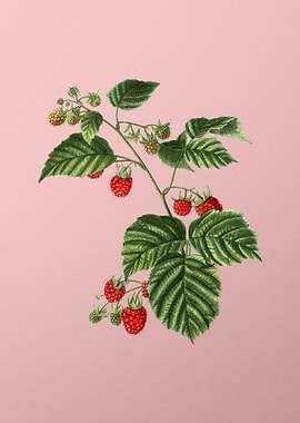 Vintage Fruit on Pink