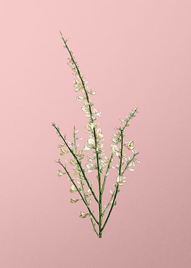 White Flower Blanc Pink