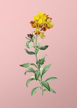 Yellow Wallflower Bloom