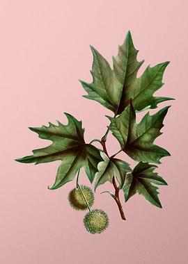 Vintage Floral on Pink