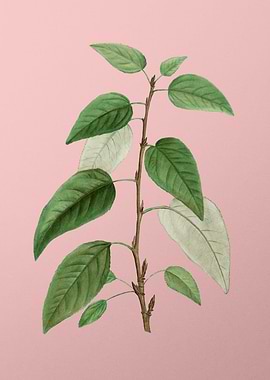 Vintage Botanical on Pink