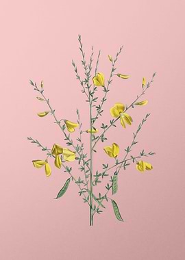 Yellow Broom Flowers