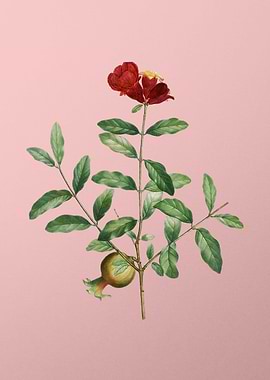 Scarlet Flowers on Pink