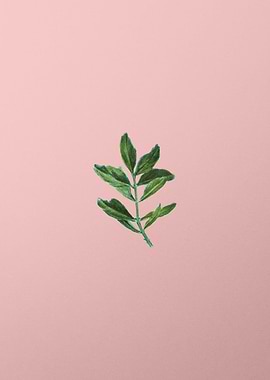 Vintage Botanical on Pink