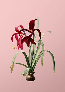 Sprekelia Flower on Pink