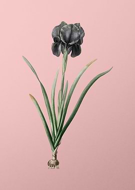 Mourning Iris on Pink
