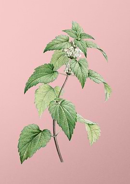 White Dead Nettle Plant