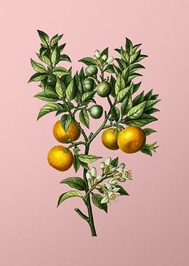 Vintage Fruit on Pink