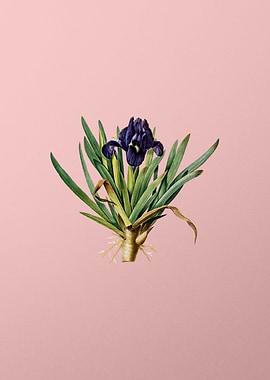 Vintage Pygmy Iris Flower