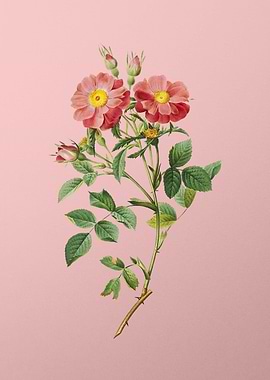 Elizabeths Sweetbriar Rose