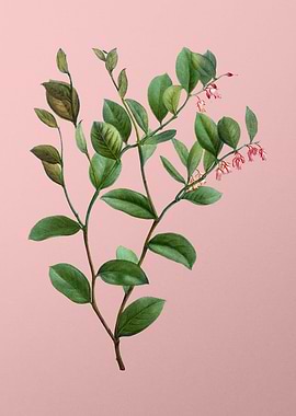 Red Flower Illustration