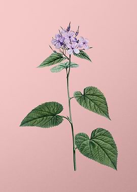 Morning Glory Flower