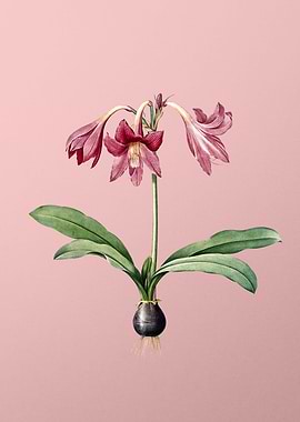 Netted Veined Amaryllis