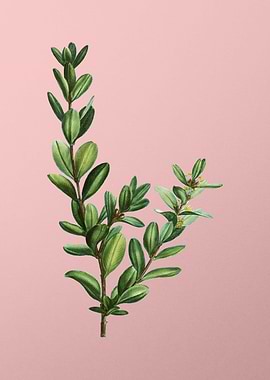 Vintage Botanical on Pink