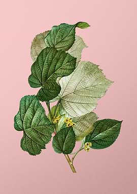 Vintage Botanical on Pink