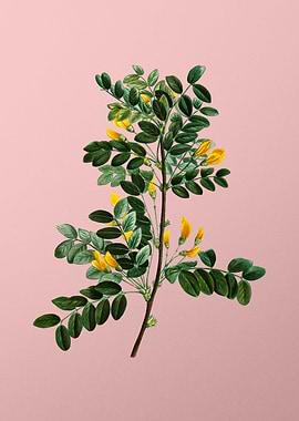 Yellow Flower on Pink