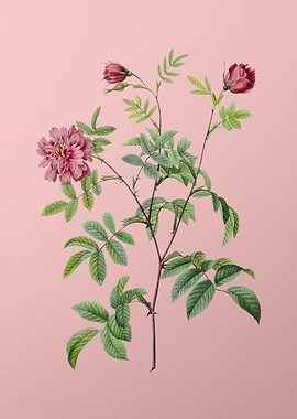 Vintage Cinnamon Rose