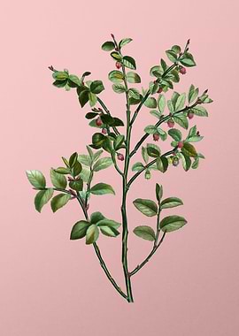 Vintage Botanical on Pink