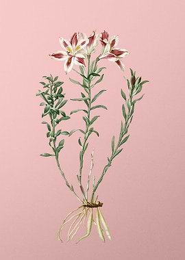 Lily of the Incas on Pink