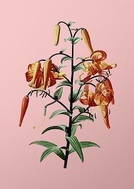 Tiger Lily Flower on Pink