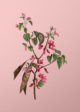 Red Flower Illustration