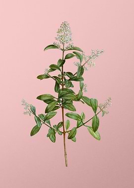 Antique Botanical on Pink