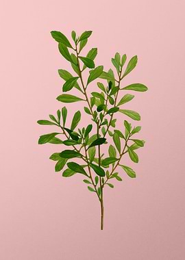 Vintage Botanical on Pink