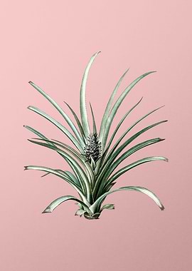 Pineapple Leaf on Pink