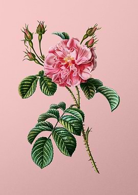 Scarlet Flowers on Pink