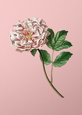 Red and Pink Flowers