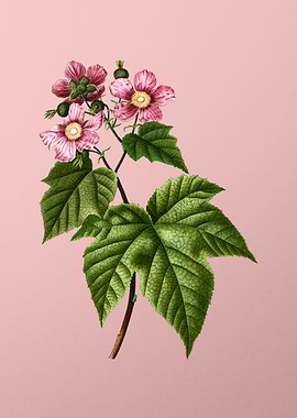 Scarlet Flowers on Pink