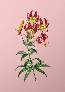 Turban Lily Flower on Pink