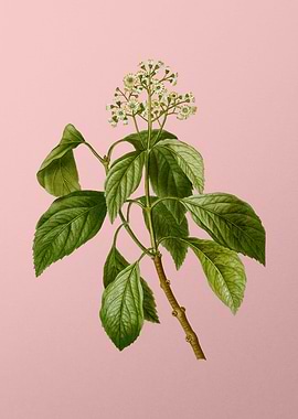 Vintage White Flower Pink