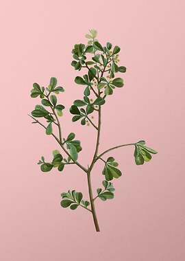 Vintage Botanical on Pink