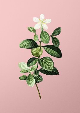 Vintage White Flower Pink