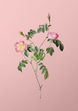 Pink Austrian Copper Rose