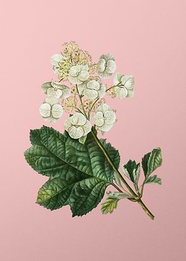 White Flower on Pink