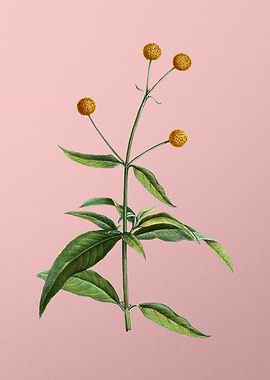 Yellow Flowers on Pink